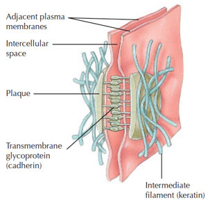 Figure 2.3 Desmosome. (Source: Reprinted from Tortora and Derrickson, 2006.)