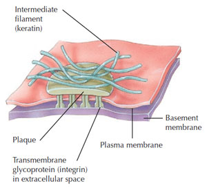 Figure 2.4 Hemidesmosome. (Source: Reprinted from Tortora and Derrickson, 2006.)