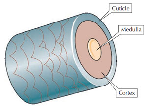 Figure 2.6 Structure of a hair. (Source: Reprinted from Graham-Brown and Burns, 2006.)