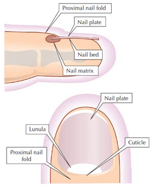 Figure 2.7 Nail structure. (Source: Reprinted from Graham-Brown and Burns, 2006.)