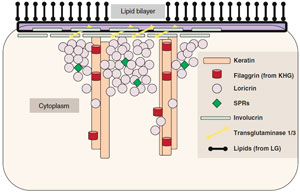 Figure 1.2 Cornified envelope (CE)