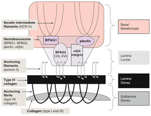 Figure 1.3 Dermo-epidermal junction zone (DEJ)