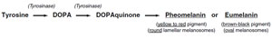 Figure 1.4 Melanin biosynthetic pathway