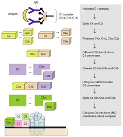 Figure 1.7 Classical complement pathway