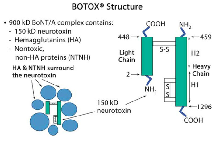 Fig. 5.1. Chemical structure of botulinum toxin A