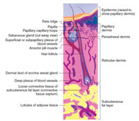 Structure of the skin.