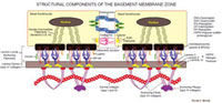 Structural components of the basement membrane zone. (Courtesy of Nicole L. Brevik.)